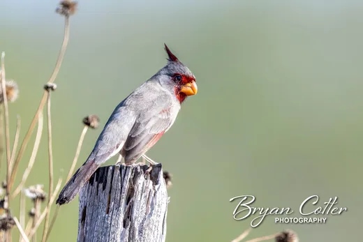 Pyrrhuloxia