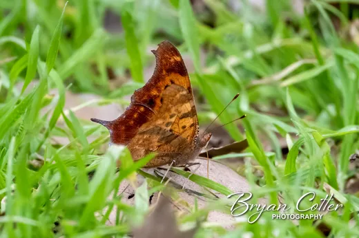 Question Mark Butterfly