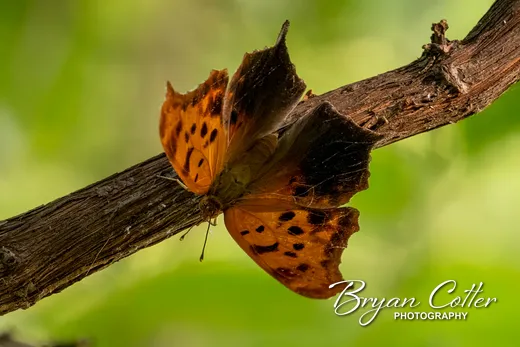 Question Mark Butterfly photographed in Texas by Bryan Cotter
