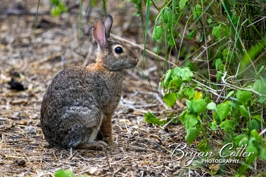 Cottontail Rabbit photographed in Texas by Bryan Cotter