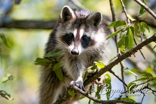 Raccoon