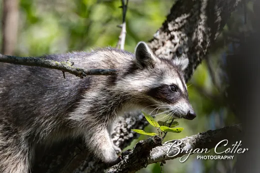 Raccoon