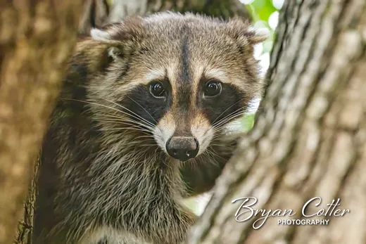 Raccoon