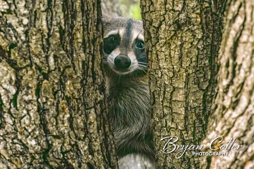 Raccoon