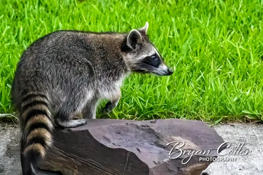 Raccoon