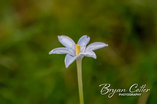 Rain Lily