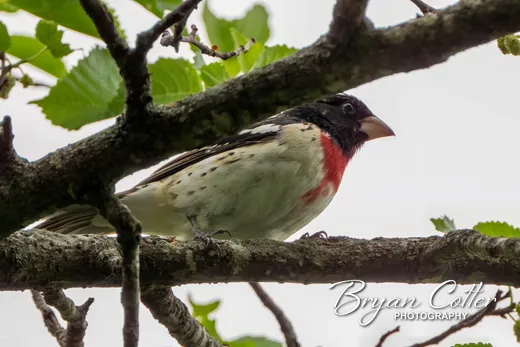 Rose-breasted Grosbeak
