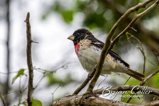Rose-breasted Grosbeak