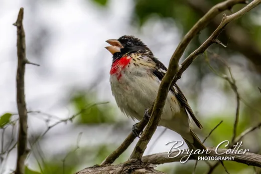 Rose-breasted Grosbeak