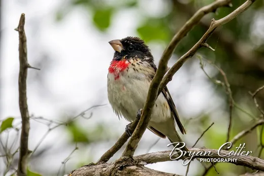 Rose-breasted Grosbeak