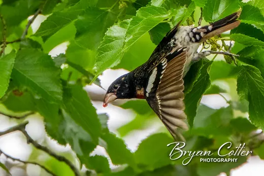 Rose-breasted Grosbeak photographed in Texas by Bryan Cotter