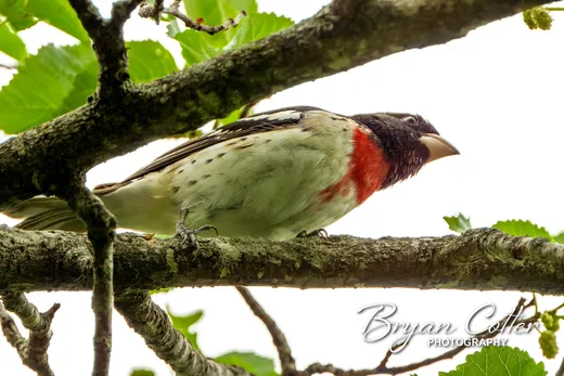 Rose-breasted Grosbeak