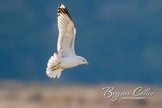 Ring-billed Gull