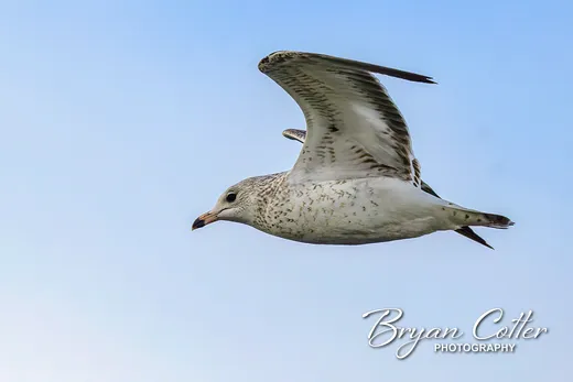 Ring-billed Gull