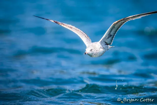 Ring-billed Gull