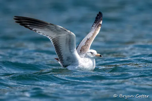 Ring-billed Gull