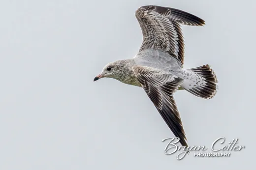 Ring-billed Gull photographed in Texas by Bryan Cotter