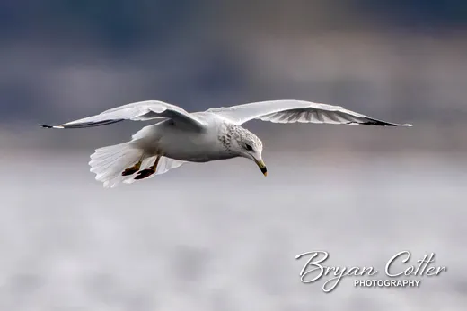 Ring-billed Gull