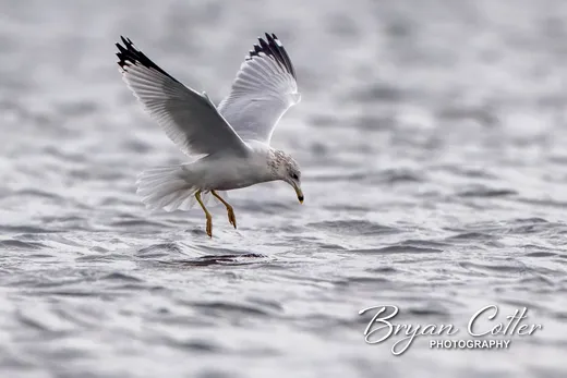 Ring-billed Gull