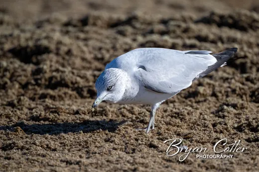 Ring-billed Gull