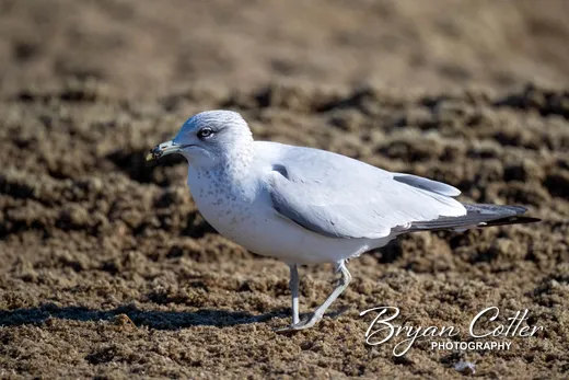 Ring-billed Gull