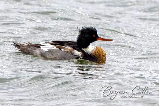 Red-breasted Merganser