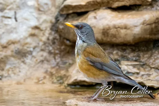 Rufous-backed Robin