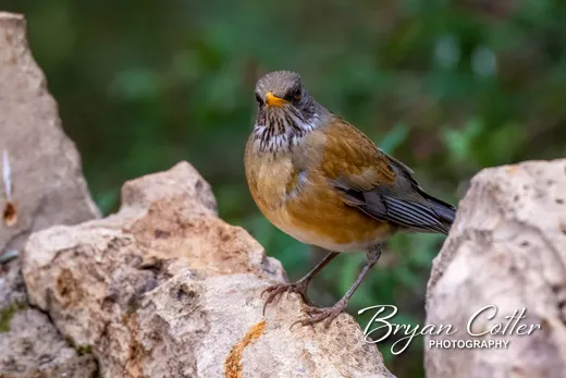 Rufous-backed Robin