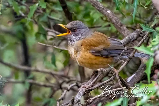 Rufous-backed Robin