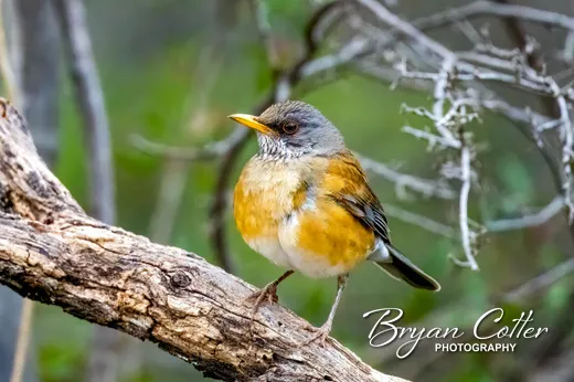 Rufous-backed Robin