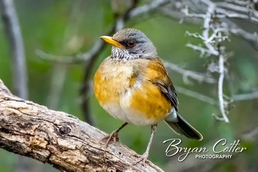 Rufous-backed Robin