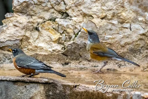 Rufous-backed Robin