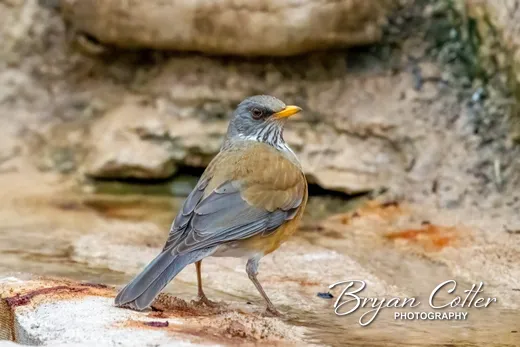 Rufous-backed Robin