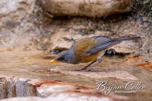 Rufous-backed Robin