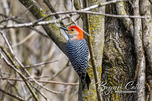 Red-bellied Woodpecker photographed in Texas by Bryan Cotter