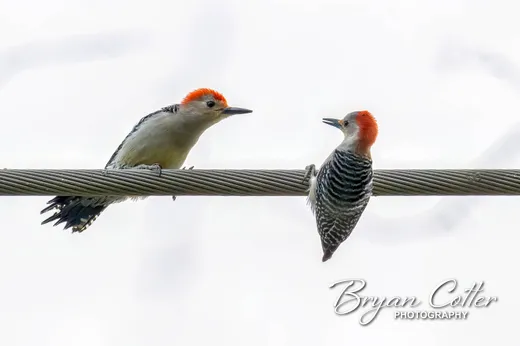 Red-bellied Woodpecker
