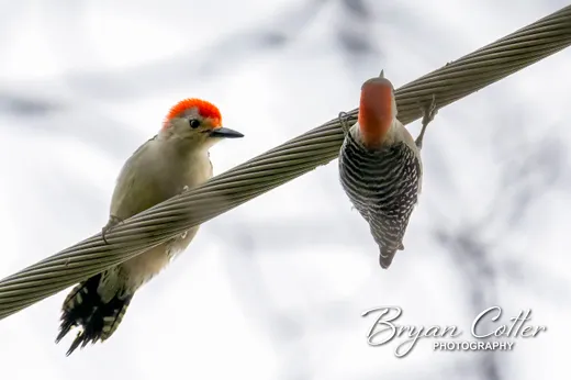 Red-bellied Woodpecker