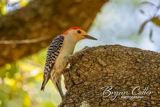 Red-bellied Woodpecker