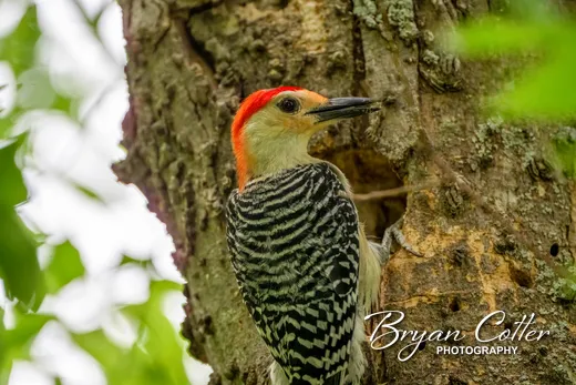 Red-bellied Woodpecker