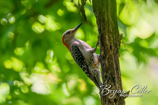 Red-bellied Woodpecker