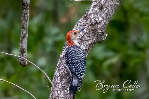 Red-bellied Woodpecker