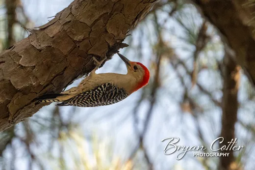 Red-bellied Woodpecker