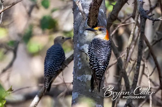 Red-bellied Woodpecker