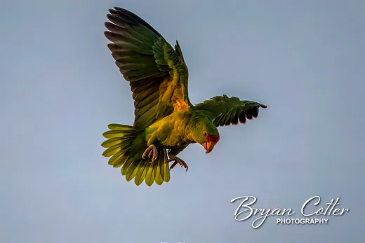 Red-crowned Parrot