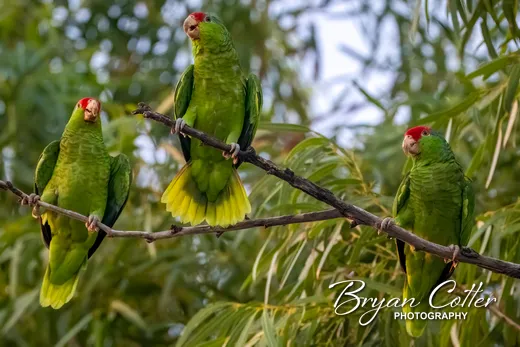Red-crowned Parrot