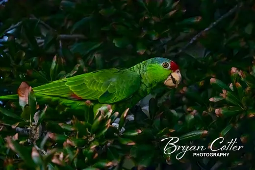 Red-crowned Parrot