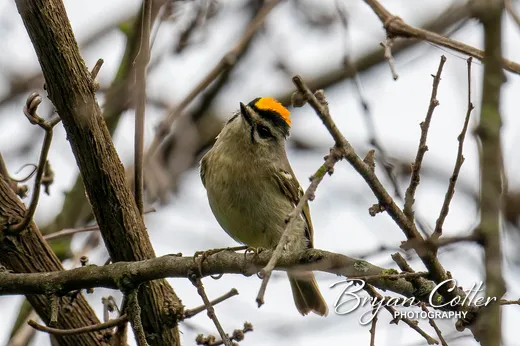 Ruby-crowned Kinglet