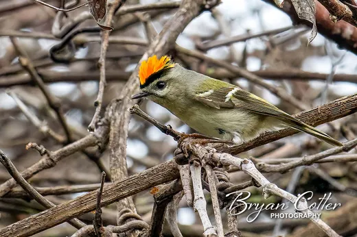 Ruby-crowned Kinglet