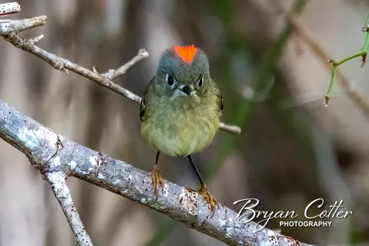 Ruby-crowned Kinglet
