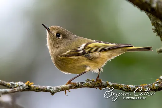 Ruby-crowned Kinglet
